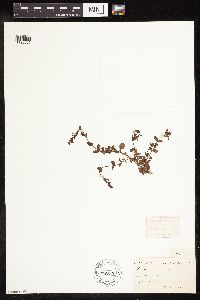 thumbnail image of current specimen