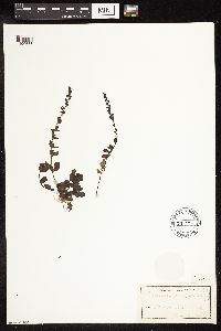 thumbnail image of current specimen