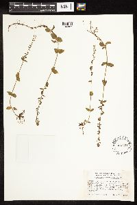 thumbnail image of current specimen