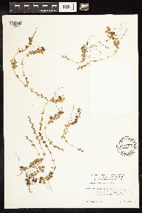 Thumbnail image of current specimen