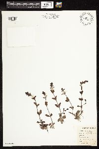 Thumbnail image of current specimen