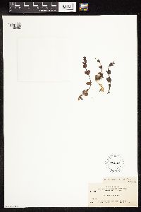 Veronica serpyllifolia image