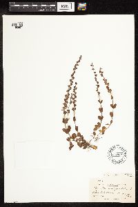 thumbnail image of current specimen
