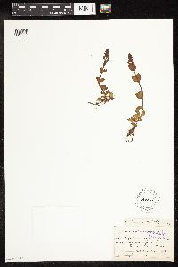 Veronica serpyllifolia image