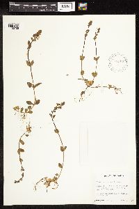 thumbnail image of current specimen