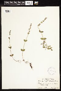thumbnail image of current specimen