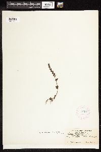 Veronica serpyllifolia image