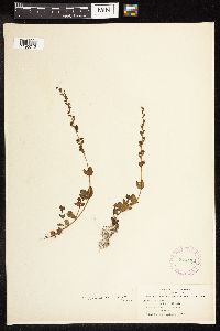 Veronica serpyllifolia image