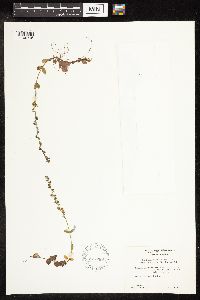 thumbnail image of current specimen