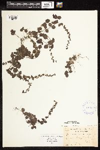 Veronica serpyllifolia image