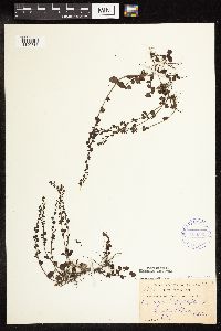 thumbnail image of current specimen