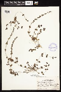 thumbnail image of current specimen