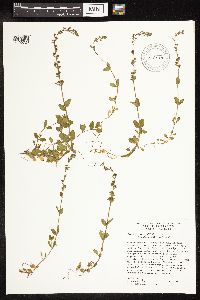Veronica serpyllifolia image