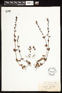 Veronica serpyllifolia image