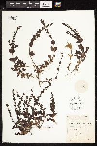 thumbnail image of current specimen