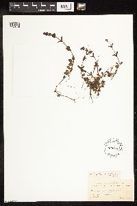 thumbnail image of current specimen