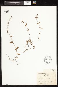 thumbnail image of current specimen