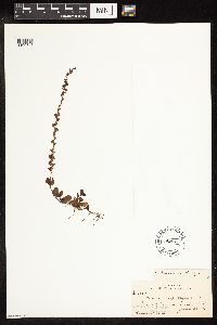 thumbnail image of current specimen