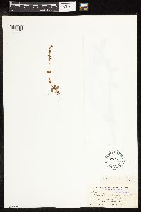 thumbnail image of current specimen