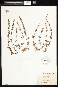 Veronica serpyllifolia image