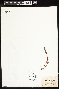 thumbnail image of current specimen