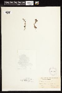 thumbnail image of current specimen