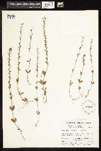 thumbnail image of current specimen