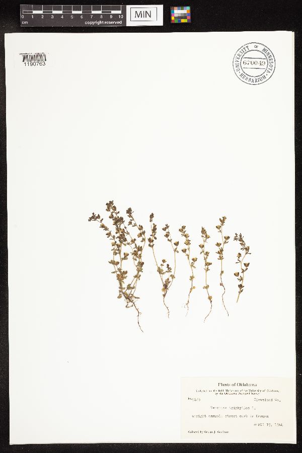 Veronica triphyllos image