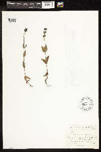 Veronica wormskjoldii image