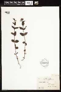 Veronica wormskjoldii image