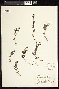 Veronica wormskjoldii image