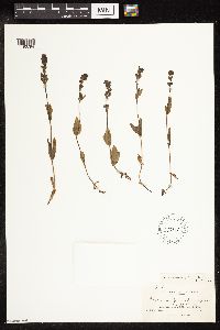 Veronica wormskjoldii image