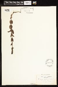 Veronica wormskjoldii image