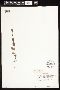 Veronica wormskjoldii image