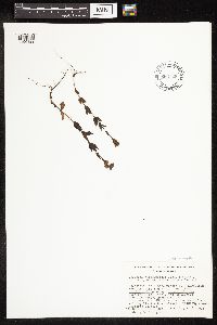 Veronica wormskjoldii image