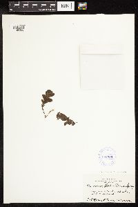 Veronica wormskjoldii image