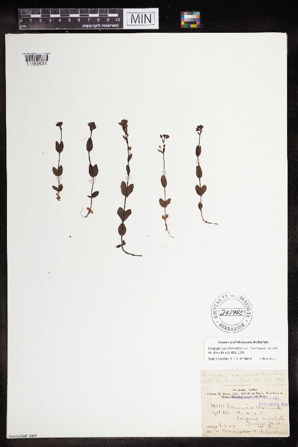 Veronica alpina var. alterniflora image