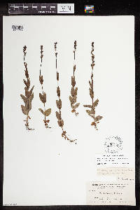 Veronica alpina var. alterniflora image