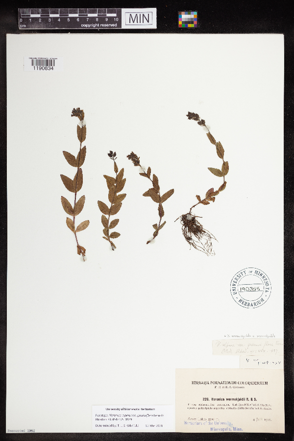 Veronica alpina var. geminiflora image