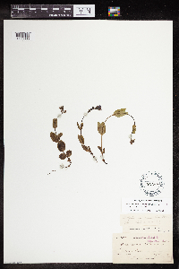 Veronica wormskjoldii image