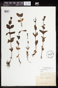 Veronica alpina var. geminiflora image