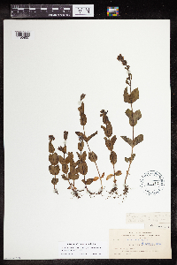 Veronica alpina var. geminiflora image