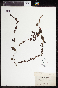 Veronica alpina var. geminiflora image