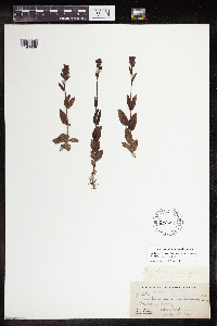 Veronica alpina var. geminiflora image