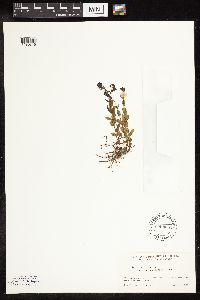 Veronica wormskjoldii image