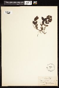 Veronica wormskjoldii image