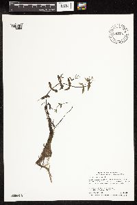Veronica catenata image
