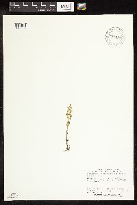 Veronica peregrina image