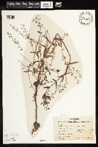 Veronica catenata image