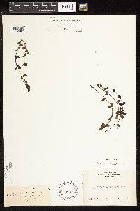 thumbnail image of current specimen